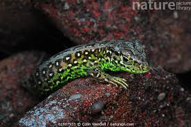 Attēlu rezultāti vaicājumam “Lacerta agilis”