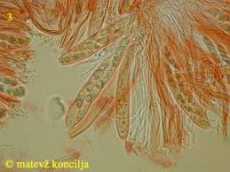 Attēlu rezultāti vaicājumam “Propolis farinosa”