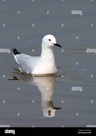 Image result for Chroicocephalus genei