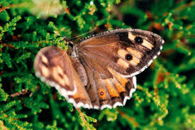 Attēlu rezultāti vaicājumam “Hipparchia semele underside”