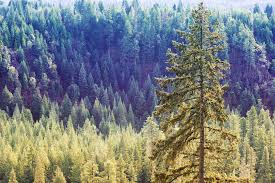 Attēlu rezultāti vaicājumam “Pinus ponderosa”