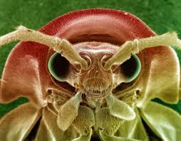 Attēlu rezultāti vaicājumam “Lampyridae”