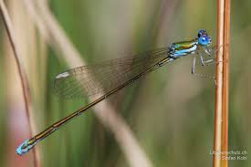 Attēlu rezultāti vaicājumam “Nehalennia speciosa”
