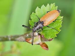 Attēlu rezultāti vaicājumam “Anostirus castaneus”