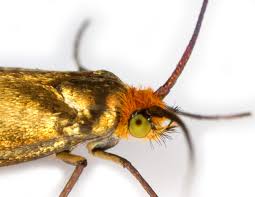 Attēlu rezultāti vaicājumam “Nemophora metallica”