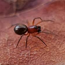 Attēlu rezultāti vaicājumam “Linyphiidae”