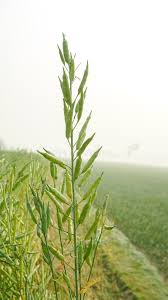 Attēlu rezultāti vaicājumam “Cruciferae”