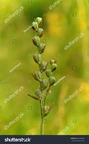 Attēlu rezultāti vaicājumam “Gladiolus imbricatus bud”