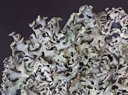 Attēlu rezultāti vaicājumam “Hypogymnia physodes”