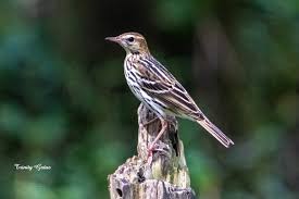 Image result for Anthus gustavi