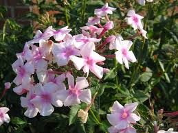 Attēlu rezultāti vaicājumam “Phlox paniculata”