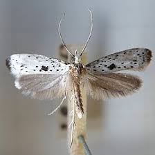 Attēlu rezultāti vaicājumam “Yponomeuta evonymella imago”