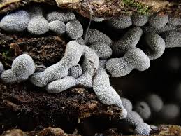 Attēlu rezultāti vaicājumam “Physarum cinereum macro”