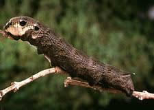 Attēlu rezultāti vaicājumam “Deilephila elpenor”