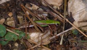 Attēlu rezultāti vaicājumam “Metrioptera brachyptera”