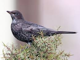 Image result for Turdus torquatus
