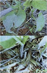 Attēlu rezultāti vaicājumam “Fuligo gyrosa”