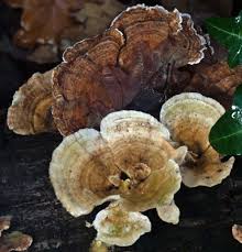 Attēlu rezultāti vaicājumam “Trametes ochracea”