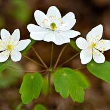 Attēlu rezultāti vaicājumam “Thalictrum flavum flower”