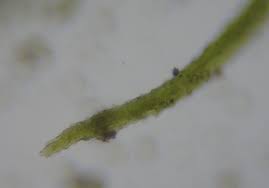 Attēlu rezultāti vaicājumam “Dicranella staphylina”