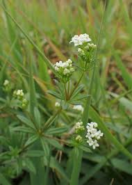 Attēlu rezultāti vaicājumam “Galium rivale flower”