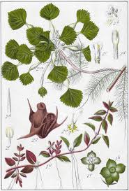 Attēlu rezultāti vaicājumam “Trapa natans”