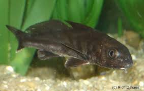 Image result for Menticirrhus saxatilis