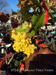 Attēlu rezultāti vaicājumam “Mahonia aquifolium”