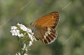 Attēlu rezultāti vaicājumam “Coenonympha arcania”