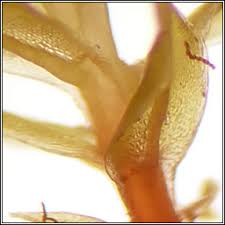 Attēlu rezultāti vaicājumam “Bryum pseudotriquetrum”