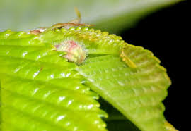 Attēlu rezultāti vaicājumam “Satyrium w-album”