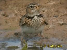 Image result for Melanocorypha calandra