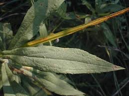 Attēlu rezultāti vaicājumam “Solidago canadensis leaf”