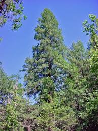 Attēlu rezultāti vaicājumam “Pseudotsuga menziesii var. glauca”