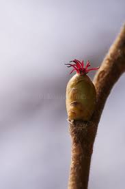 Attēlu rezultāti vaicājumam “Corylus avellana female flower”