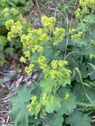 Image result for Alchemilla vulgaris