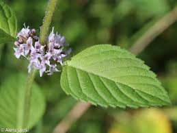 Attēlu rezultāti vaicājumam “Mentha x verticillata leaf”