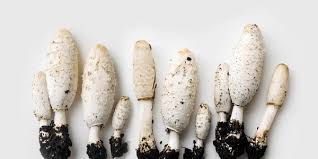 Attēlu rezultāti vaicājumam “Coprinus comatus”