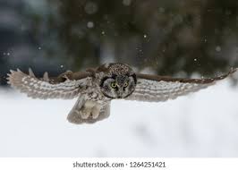 Image result for Aegolius funereus