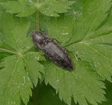 Attēlu rezultāti vaicājumam “Actenicerus sjaelandicus”