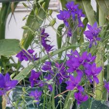 Attēlu rezultāti vaicājumam “Consolida regalis flower”
