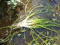 Attēlu rezultāti vaicājumam “Isoetes echinospora leaf”