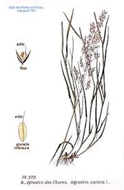 Attēlu rezultāti vaicājumam “Agrostis canina leaf”