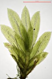 Attēlu rezultāti vaicājumam “Fissidens gracilifolius”