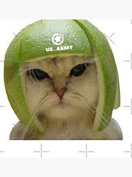 Image result for limecat