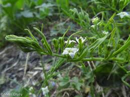 Attēlu rezultāti vaicājumam “Thesium ebracteatum”