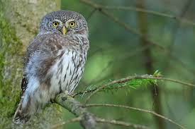 Attēlu rezultāti vaicājumam “Glaucidium passerinum adult”