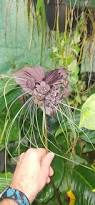 Image result for Tacca chantrieri