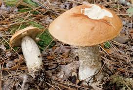 Attēlu rezultāti vaicājumam “Leccinum vulpinum”