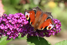 Attēlu rezultāti vaicājumam “Inachis io”